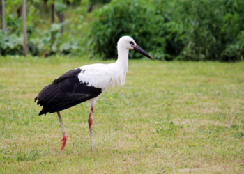 Holiday homes in France