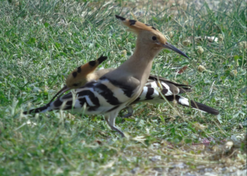 Holiday homes in France
