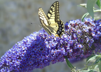 Maisons de vacances en France