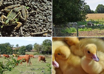 Vakantiehuizen in Frankrijk