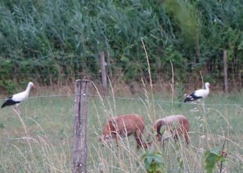 Vakantiehuizen in Frankrijk