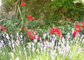 Vakantiehuizen in Frankrijk