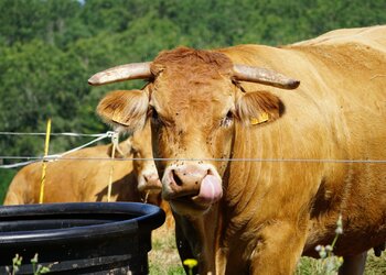 Vakantiehuizen in Frankrijk