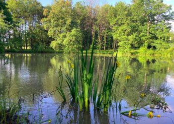 Vakantiehuizen in Frankrijk